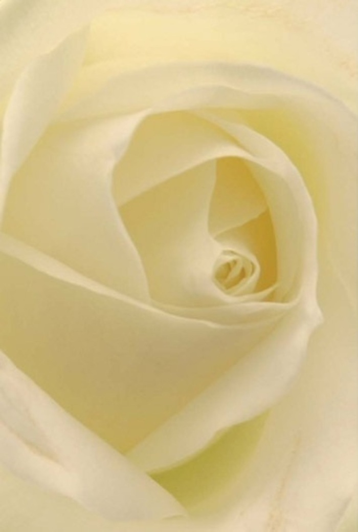 With every close look, this white rose speaks of tranquility and poise, its soft, creamy petals layered in a perfect spiral reminiscent of riverside mornings in Hammersmith. Subtle gradients of ivory and cream create a gentle flow of light through each fold, as if the flower glows serenely from within. The bloom's undisturbed form reflects the quiet corners and peaceful gardens hidden off Brook Green, lending it an air of classic yet approachable beauty. As a florist rooted in Hammersmith, I see in this rose the ideal expression for romantic gestures, apologies, or as a refined centrepiece elevating an intimate wedding along Shepherd's Bush Road. The rose's near-flawless heart radiates a calm purity, while nuanced shadows play over the petals' surfaces, reminiscent of the shifting river light on a summer afternoon. Its unspoken fragrance promises freshness and comfort, supporting any heartfelt message-be it celebration or remembrance-delivered to the doorsteps of this vibrant West London neighbourhood.